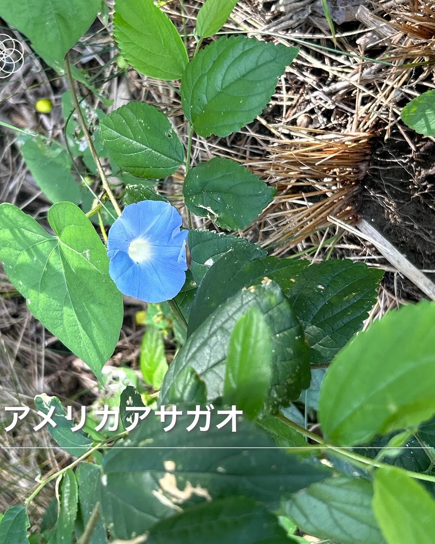 今日のいい場所　「淀川右岸河川敷ジョグコース」