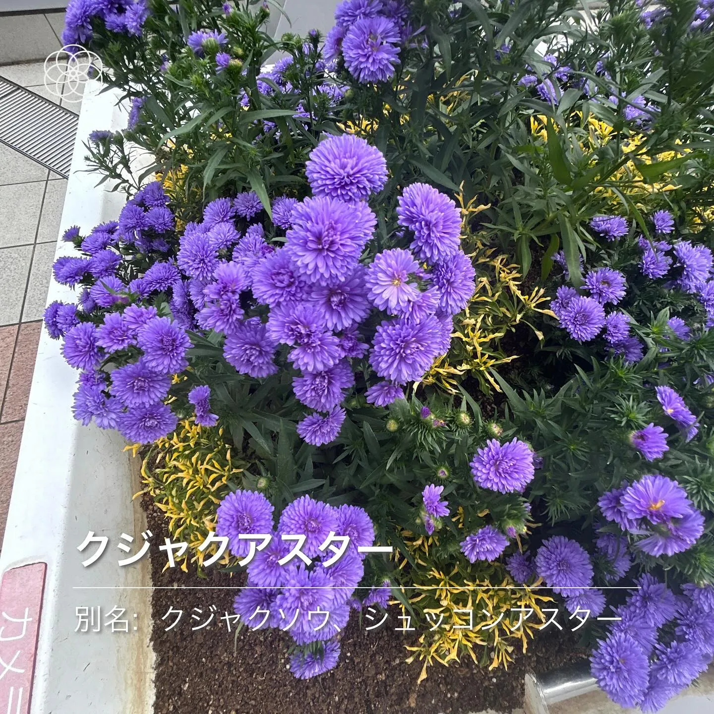 素敵な花々