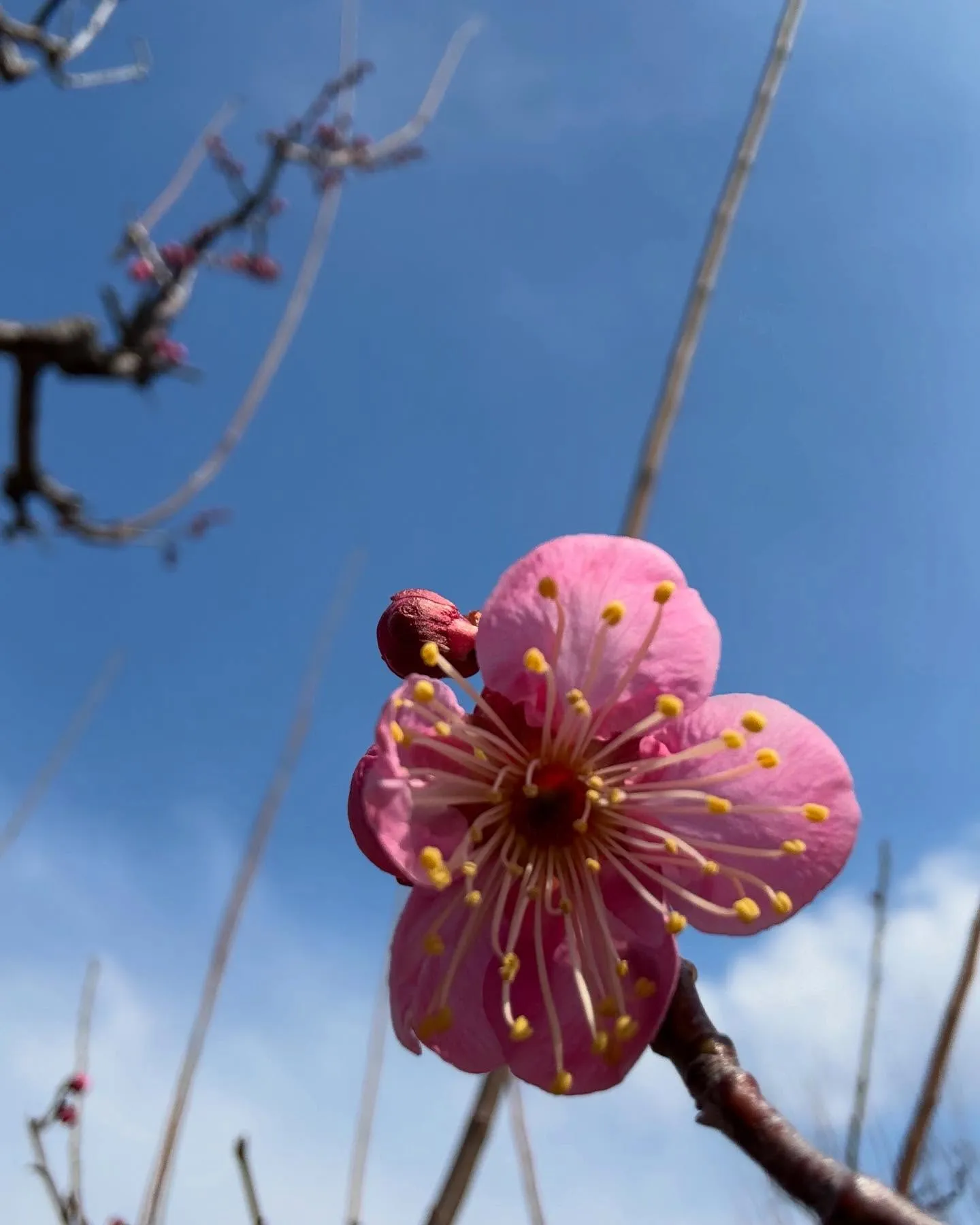 一歩一歩、春です。